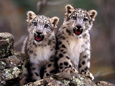 Cute Baby Snow Leopard 1280x960
