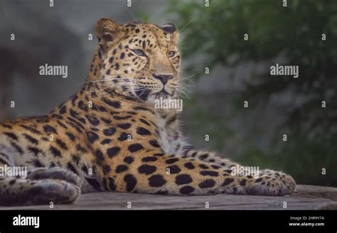 Amur Leopard Isolated Hi Res Stock Photography And Images Alamy