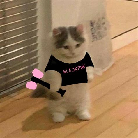 Small Cat Meme Blackpink Version Đang Yêu Ảnh Mèo Hài Hước Hình Vui