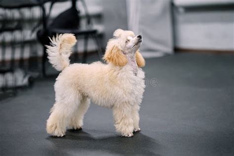 A Beautiful Apricot Colored Poodle Puppy In A Rack Looks Up Stock Photo