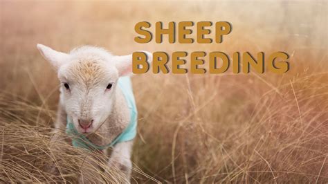 Sheep Breeding Peaceful Heart Farm
