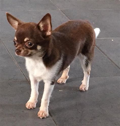 Chihuahua Dogs And Puppies Rehome Buy And Sell In The Uk And Ireland