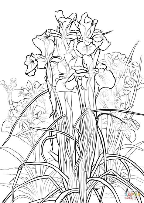 Van Gogh Irises Coloring Page Coloring Pages