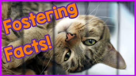 Facts About Fostering A Cat Should You Foster A Cat And Why Youtube