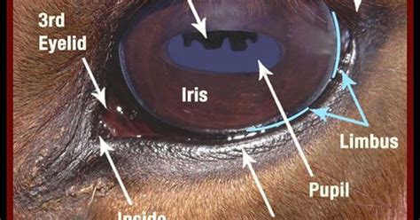 Horse Side Vet Guide Quick Reference Equine Eye Anatomy