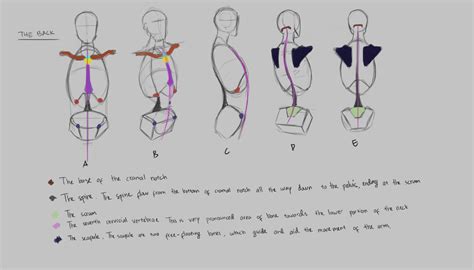 We did not find results for: The Landmarks - Rib cage and Pelvis | Anatomy drawing, Rib ...