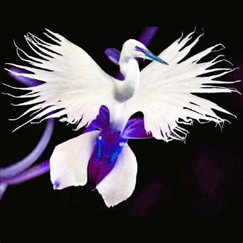 50pcs Japanese Radiata White Dove Egret Orchid Seeds