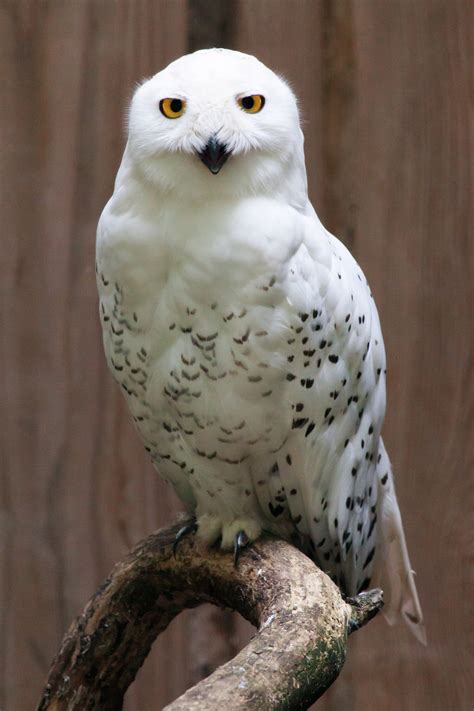Snowy Owl Portrait Free Stock Photo Public Domain Pictures