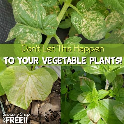 How To Prevent Sunburned Leaves Did You Know Vegetable Plant Leaves