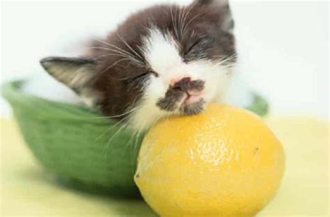 Quel traitement pour se débarrasser des puces ? Comment se débarrasser naturellement des puces de chat