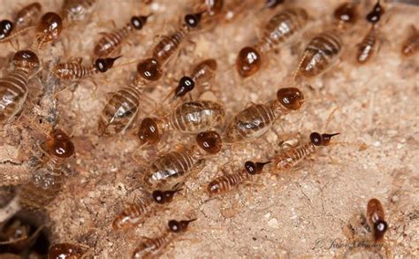 Termite Inspection In Alabama Advanced Pest Control Of Alabama