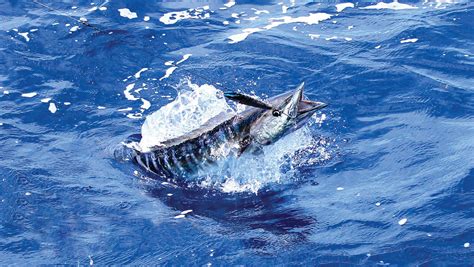 Bluewater Speedsters: Target a Wahoo - The Fisherman