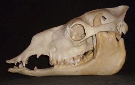 December 15, 2020 at 12:52 am. Specimen of the Week: Week Ninety | UCL Museums ...