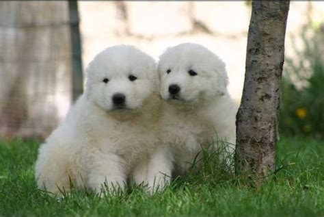 Nome originale cane da pastore bergamasco origine italia: Pastore maremmano abruzzese: carattere, salute ...