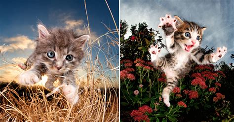 Cats are amazing creatures because they make us laugh all. Playful Portraits of Kittens Mid-Pounce