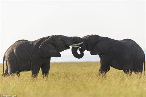 Pictured Adorable Elephants Show Their Affectionate Sides Elephant
