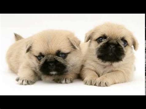 Pictures Of Pug-zu Puppies Pictures | Best Pictures Of Pug ...