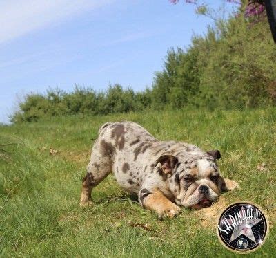 Why buy an english bulldog puppy for sale if you can adopt and save a life? blue merle bulldog stud shrinkabulls | Puppies, English ...