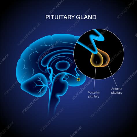 Anatomy Of The Pituitary Gland