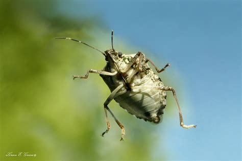 Stink Bug Belly By Envision