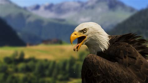 Free Download Bald Eagle 4k Wallpaper Full 1080p Ultra Hd Wallpapers