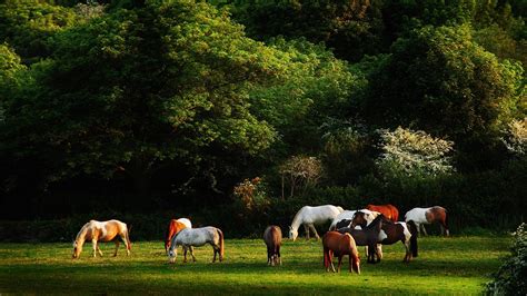 Farm Horse In Rural Landscape In Spring Hoodoo Wallpaper