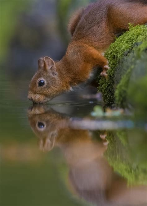 Thirsty Squirrel Takes A Sip By Richard Verroen — 2017 National