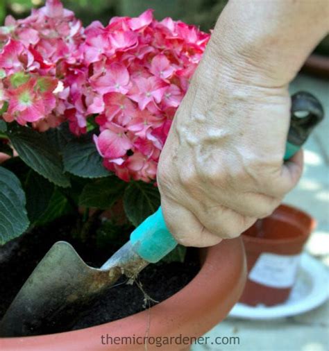 How To Grow Hydrangeas Everything You Need To Know Growing