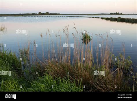 Reed On The Lake Shore Stock Photo Alamy