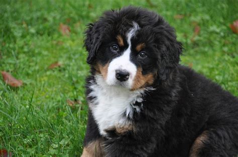 Bernese Mountain Dog Breed Information Training Temperament Personality