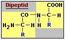 Zwischen den beiden aminosäurenresten des linearen dipeptids besteht eine peptidbindung. Eiweiße