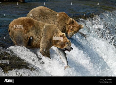 Brown Bears Fishing Brooks Falls Katmai National Park Alaska Stock