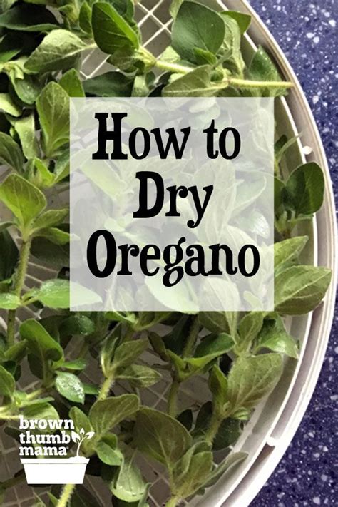 How To Dry Store Oregano How To Dry Oregano Oregano Recipes Herb