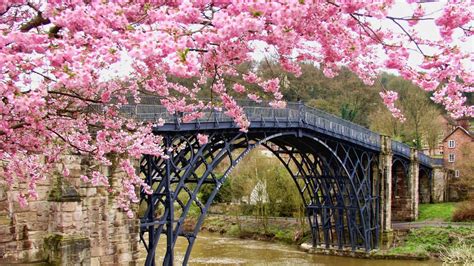 Pink Blossom Flowers And Bridge Above River Hd Nature