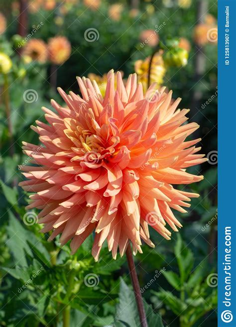 Big Colorful Round Flowers Of Dahlia Plant In Garden Floral Background