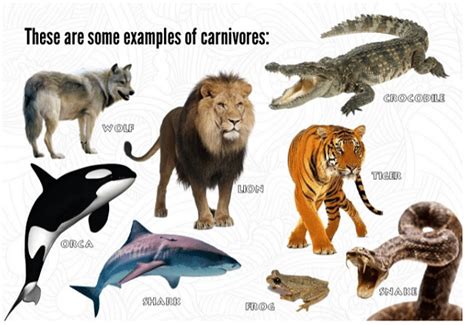 Carnivores And Herbivores Characteristics Types And Examples