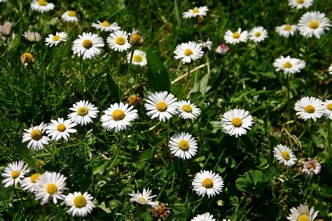 Daisy Flower Pointed Free Photo On Pixabay Pixabay