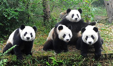 Meet Giant Pandas At The National Zoo Washington Plaza