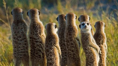 Make a gif your wallpaper on windows/iphone/android. Bing HD Wallpaper Jul 24, 2019: Can you see the family ...