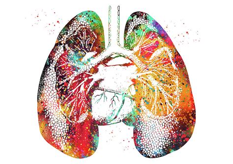 Lungs And Heart Digital Art By Erzebet S