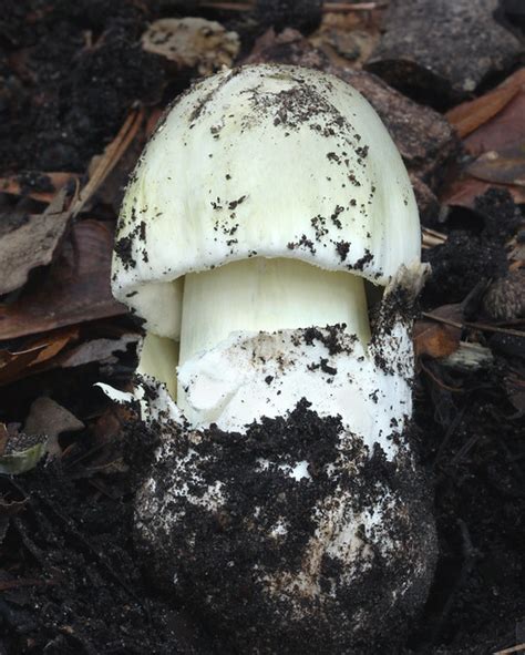 Death Cap Mushroom Flickr Photo Sharing