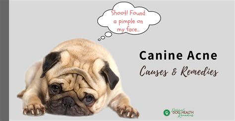 Canine Acne Home Remedies