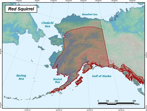 Red Squirrel Range Map Alaska Department Of Fish And Game