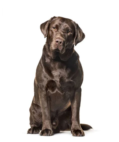 Labrador Retriever 7 Months Old Sitting In Front Of White Background