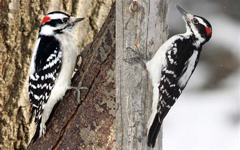 Whats The Difference Downy Woodpeckers Vs Hairy Woodpeckers Forest Preserve District Of