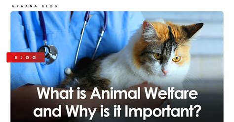 What Is Animal Welfare And Why Is It Important
