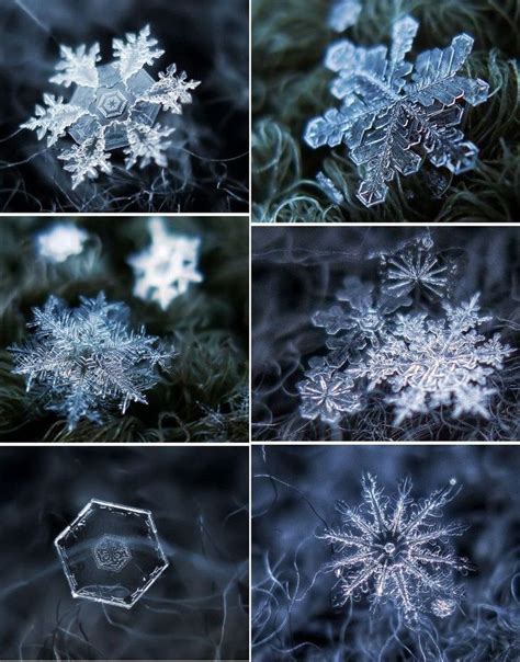 Cristal Snowsnow Cristal Snowflakes Real Snow Crystal I Love Snow