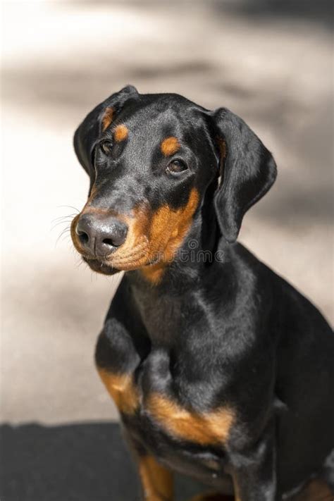 Doberman Puppy 4 Month Old Doberman Stock Image Image Of Alone