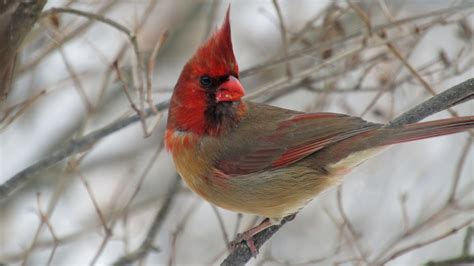 a rare bird indeed a cardinal that s half male half female the new york times