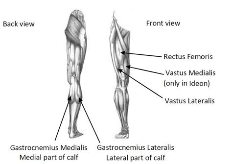 Human Lower Limb Musculature Back Posterior And Front